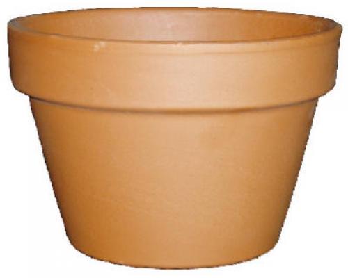 8" TC Azalea Standard Pot