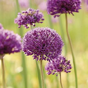 GT 5ct Allium Purple Sensation