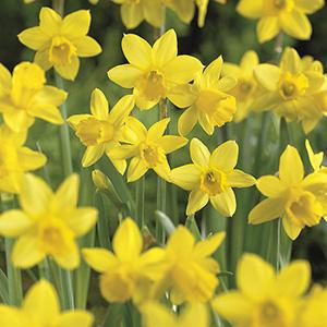 GT 10ct Narcissus Thalia Bulbs